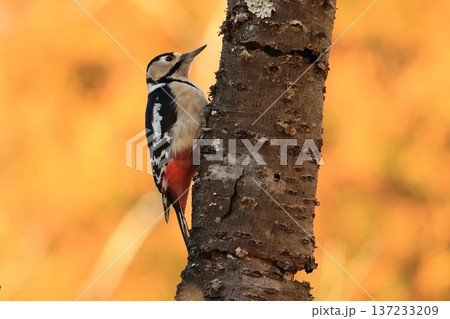 枯れたサクラの木にとまって餌を採ろうとするキツツキ、アカゲラ 137233209
