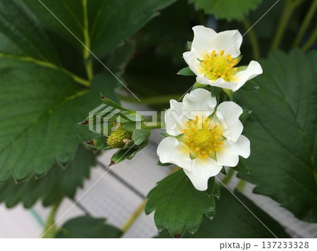いちごの花　苺の花　いちご狩り　白い花 137233328