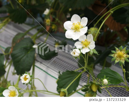 苺の花　いちごの花　いちご狩り 137233329