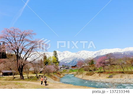 4月の白馬村 春の白馬村の風景 冠雪の北アルプス 信州の風景 4月の白馬村 春の白馬村の風景 冠雪の北アルプス 信州の風景 137233346