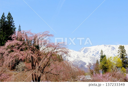 4月の白馬村 春の白馬村の風景 冠雪の北アルプス 信州の風景 4月の白馬村 春の白馬村の風景 冠雪の北アルプス 信州の風景 137233349