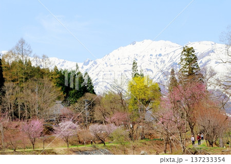4月の白馬村 春の白馬村の風景 冠雪の北アルプス 信州の風景 4月の白馬村 春の白馬村の風景 冠雪の北アルプス 信州の風景 137233354