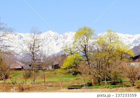 4月の白馬村　　　春の白馬村の風景　　　冠雪の北アルプス　　　信州の風景 137233359