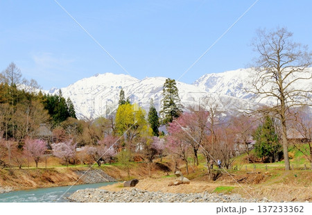 4月の白馬村 春の白馬村の風景 冠雪の北アルプス 信州の風景 4月の白馬村 春の白馬村の風景 冠雪の北アルプス 信州の風景 137233362
