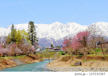 4月の白馬村　　　春の白馬村の風景　　　冠雪の北アルプス　　　信州の風景 137233367