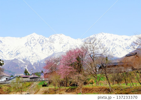 4月の白馬村 春の白馬村の風景 冠雪の北アルプス 信州の風景 4月の白馬村 春の白馬村の風景 冠雪の北アルプス 信州の風景 137233370