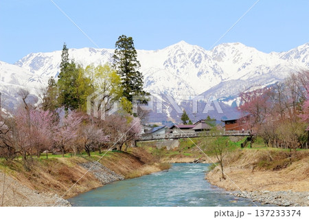 4月の白馬村　　　春の白馬村の風景　　　冠雪の北アルプス　　　信州の風景 137233374
