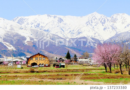 4月の白馬村 春の白馬村の風景 冠雪の北アルプス 信州の風景 4月の白馬村 春の白馬村の風景 冠雪の北アルプス 信州の風景 137233380