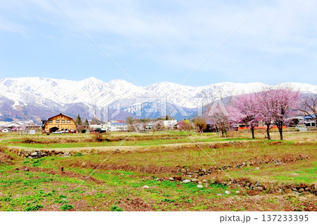 4月の白馬村 春の白馬村の風景 冠雪の北アルプス 信州の風景 4月の白馬村 春の白馬村の風景 冠雪の北アルプス 信州の風景 137233395