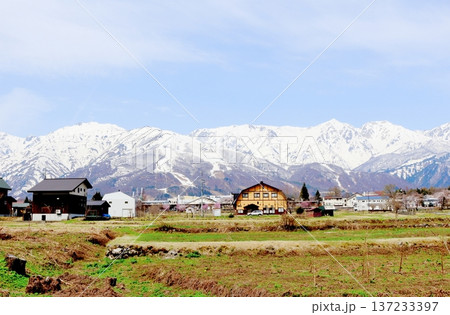 4月の白馬村 春の白馬村の風景 冠雪の北アルプス 信州の風景 4月の白馬村 春の白馬村の風景 冠雪の北アルプス 信州の風景 137233397