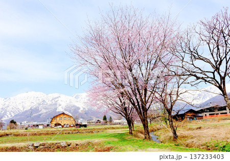 4月の白馬村　　　春の白馬村の風景　　　冠雪の北アルプス　　　信州の風景 137233403