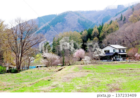 4月の白馬村　　　春の白馬村の風景　　　冠雪の北アルプス　　　信州の風景 137233409