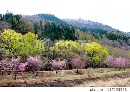4月の白馬村 春の白馬村の風景 冠雪の北アルプス 信州の風景 4月の白馬村 春の白馬村の風景 冠雪の北アルプス 信州の風景 137233428