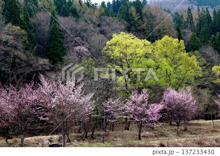 4月の白馬村 春の白馬村の風景 冠雪の北アルプス 信州の風景 4月の白馬村 春の白馬村の風景 冠雪の北アルプス 信州の風景 137233430