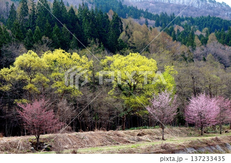 4月の白馬村 春の白馬村の風景 冠雪の北アルプス 信州の風景 4月の白馬村 春の白馬村の風景 冠雪の北アルプス 信州の風景 137233435