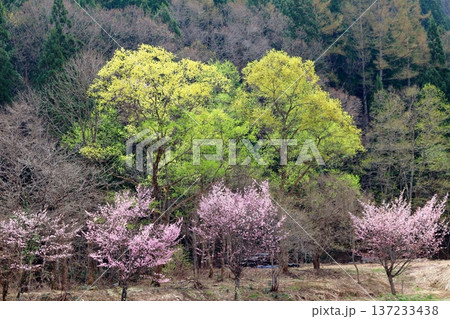 4月の白馬村 春の白馬村の風景 冠雪の北アルプス 信州の風景 4月の白馬村 春の白馬村の風景 冠雪の北アルプス 信州の風景 137233438