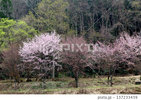 4月の白馬村　　　春の白馬村の風景　　　冠雪の北アルプス　　　信州の風景 137233439