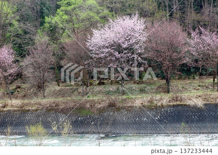 4月の白馬村 春の白馬村の風景 冠雪の北アルプス 信州の風景 4月の白馬村 春の白馬村の風景 冠雪の北アルプス 信州の風景 137233444