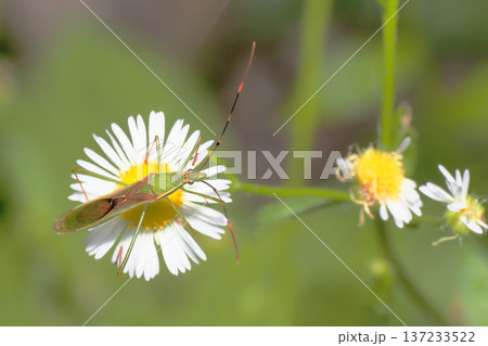 ヒメジオンの花に止まるクモヘリカメムシ 137233522