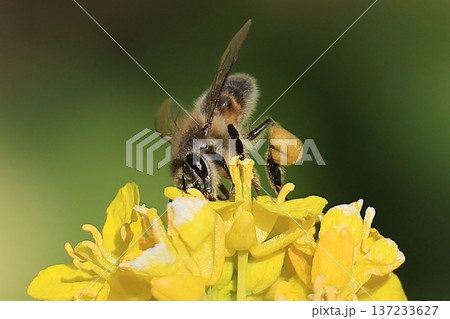 菜の花にミツバチ 菜の花にミツバチ 137233627