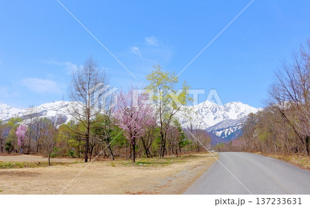 4月の白馬村 春の白馬村の風景 冠雪の北アルプス 信州の風景 4月の白馬村 春の白馬村の風景 冠雪の北アルプス 信州の風景 137233631