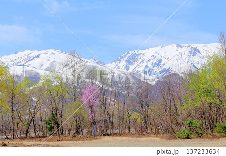 4月の白馬村　　　春の白馬村の風景　　　冠雪の北アルプス　　　信州の風景 137233634