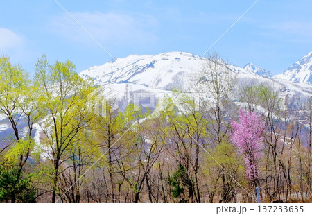 4月の白馬村 春の白馬村の風景 冠雪の北アルプス 信州の風景 4月の白馬村 春の白馬村の風景 冠雪の北アルプス 信州の風景 137233635