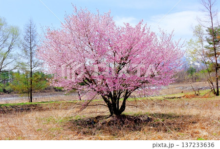 4月の白馬村 春の白馬村の風景 冠雪の北アルプス 信州の風景 4月の白馬村 春の白馬村の風景 冠雪の北アルプス 信州の風景 137233636