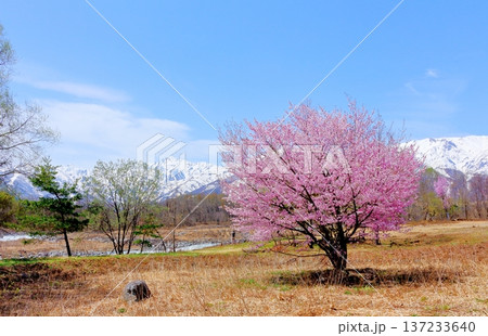 4月の白馬村 春の白馬村の風景 冠雪の北アルプス 信州の風景 4月の白馬村 春の白馬村の風景 冠雪の北アルプス 信州の風景 137233640