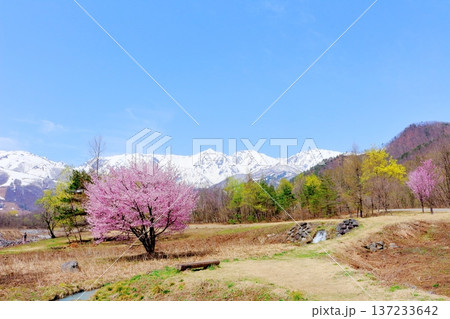 4月の白馬村　　　春の白馬村の風景　　　冠雪の北アルプス　　　信州の風景 137233642