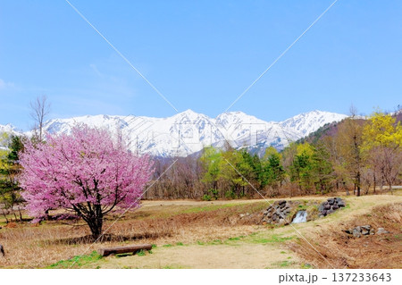 4月の白馬村　　　春の白馬村の風景　　　冠雪の北アルプス　　　信州の風景 137233643