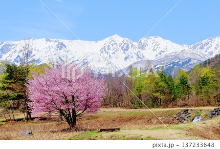 4月の白馬村　　　春の白馬村の風景　　　冠雪の北アルプス　　　信州の風景 137233648