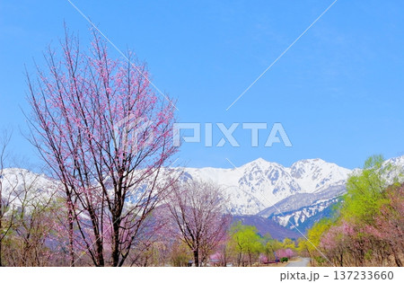 4月の白馬村 春の白馬村の風景 冠雪の北アルプス 信州の風景 4月の白馬村 春の白馬村の風景 冠雪の北アルプス 信州の風景 137233660