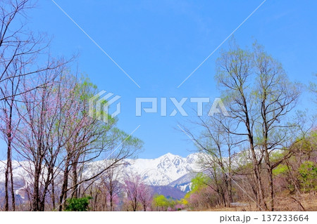 4月の白馬村 春の白馬村の風景 冠雪の北アルプス 信州の風景 4月の白馬村 春の白馬村の風景 冠雪の北アルプス 信州の風景 137233664
