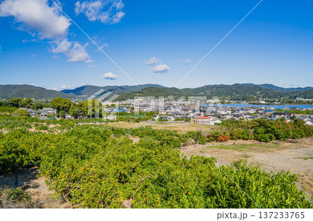 浜松市の三ヶ日みかんの風景(静岡県) 137233765