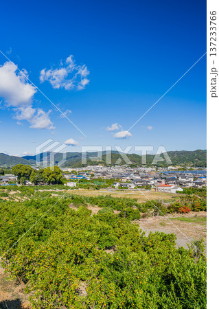 浜松市の三ヶ日みかんの風景(静岡県) 浜松市の三ヶ日みかんの風景(静岡県) 137233766