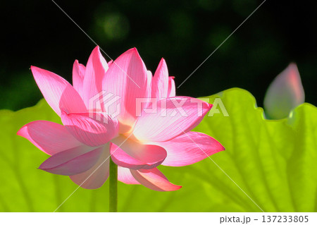 大賀ハスの花 大賀ハスの花 137233805