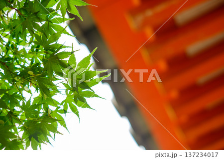 朱色の社殿に映える新緑の青もみじ：日本の伝統美と初夏の色彩 137234017