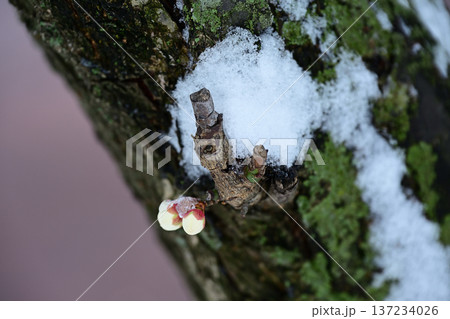 春の淡雪 137234026