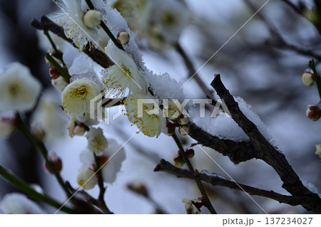 春の淡雪 137234027