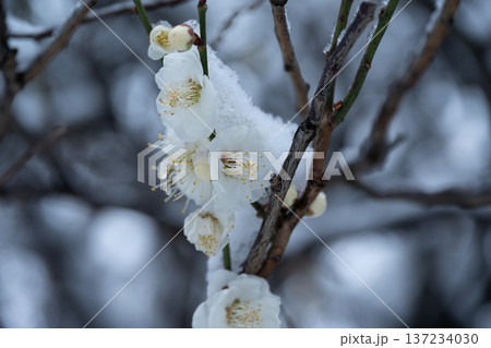 春の淡雪 137234030