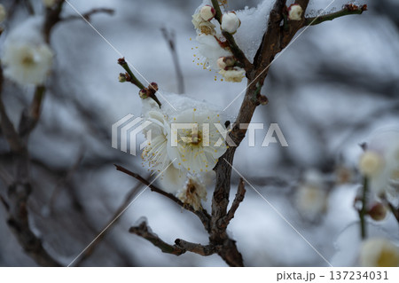 春の淡雪 137234031