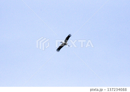 青空を優雅に飛翔するコウノトリ 青空を優雅に飛翔するコウノトリ 137234088