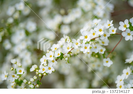 【花素材】春に咲く雪柳の花【長野県】 137234127