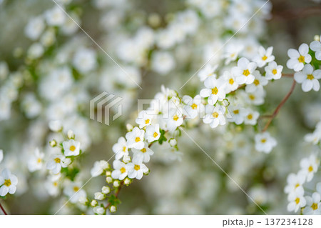 【花素材】春に咲く雪柳の花【長野県】 【花素材】春に咲く雪柳の花【長野県】 137234128