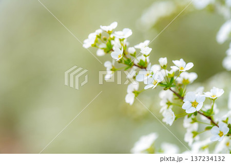 【花素材】春に咲く雪柳の花【長野県】 137234132