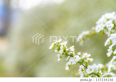 【花素材】春に咲く雪柳の花【長野県】 【花素材】春に咲く雪柳の花【長野県】 137234138