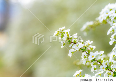 【花素材】春に咲く雪柳の花【長野県】 137234139