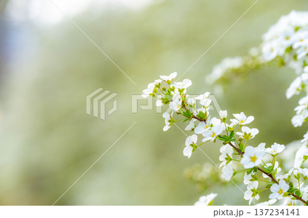 【花素材】春に咲く雪柳の花【長野県】 137234141