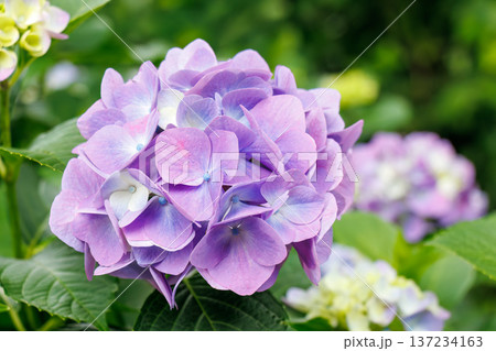紫陽花が満開の下田公園あじさい祭り。静岡県下田市-2025 伊豆半島最南端 紫陽花が満開の下田公園あじさい祭り。静岡県下田市-2025 伊豆半島最南端 137234163